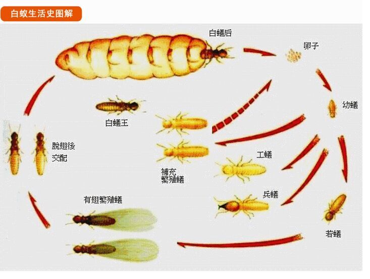 白蚁防治